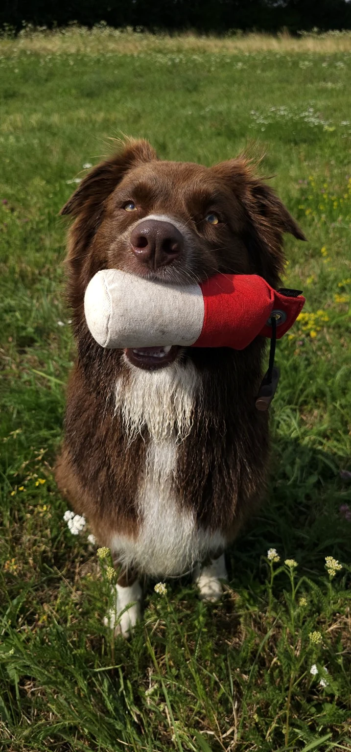 Hund hält einen Dummy im Maul